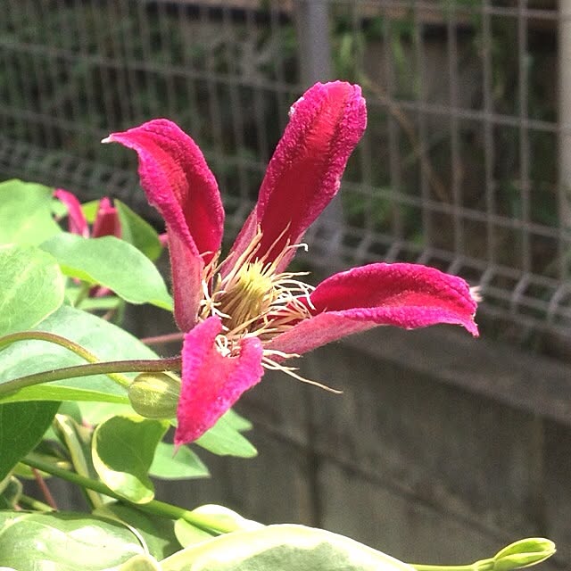 dicekbeetleさんの実例写真