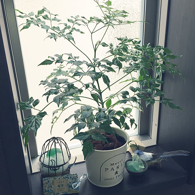 リビング/一人暮らし/ナチュラル/観葉植物/セリアのインテリア実例 - 2017-09-01 12:13:46
