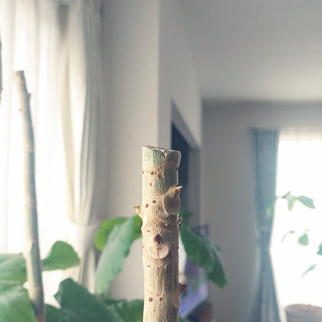 tan5さんの実例写真