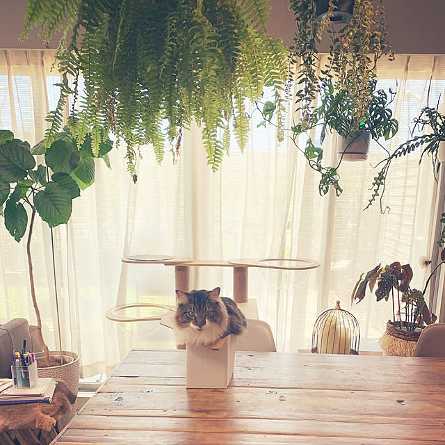 hachiさんの実例写真