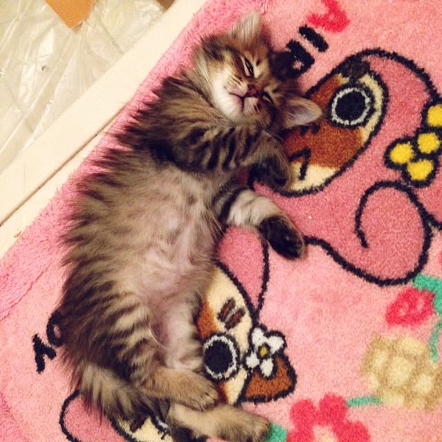 Kumiさんの実例写真