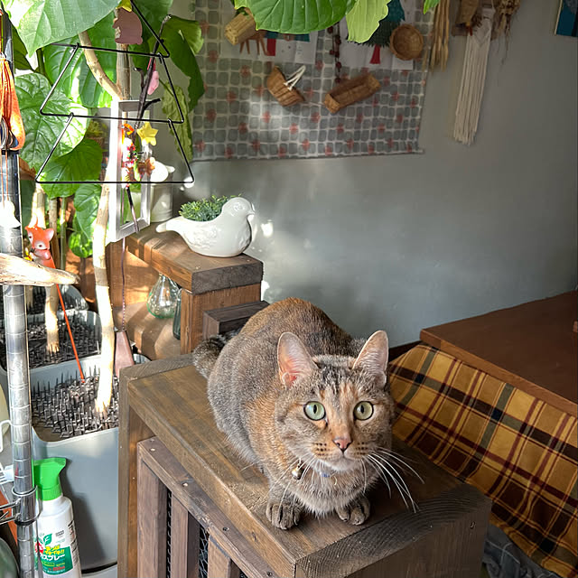 mohhaさんの実例写真