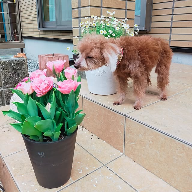 nairuoさんの実例写真
