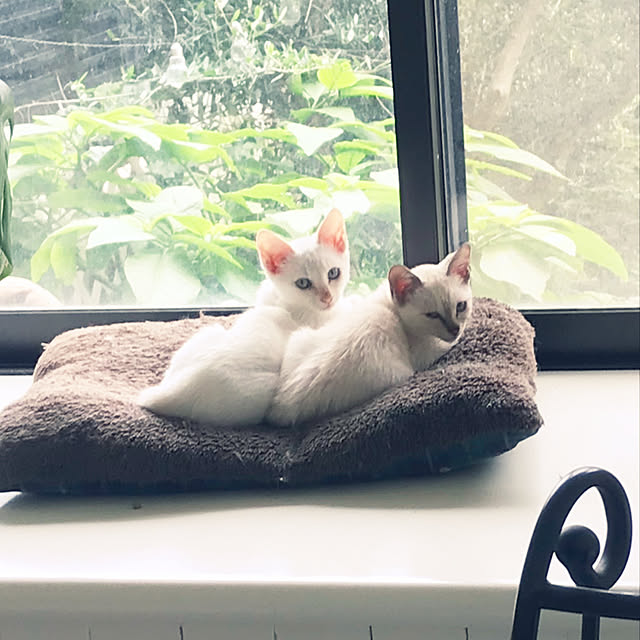 gingerwynksさんの実例写真