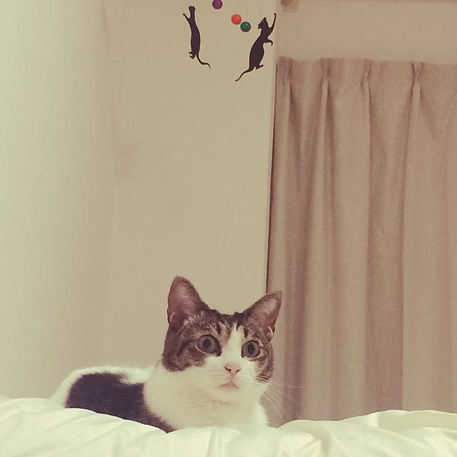 naachiさんの実例写真