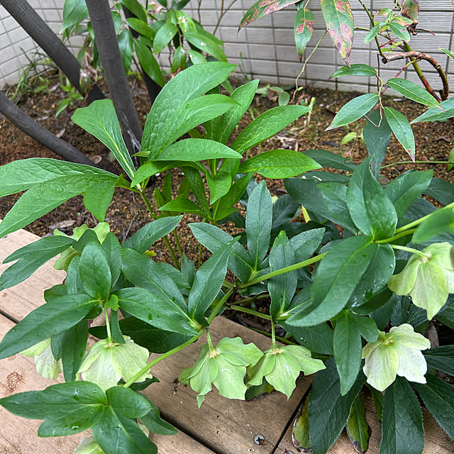 happy-sachiさんの部屋