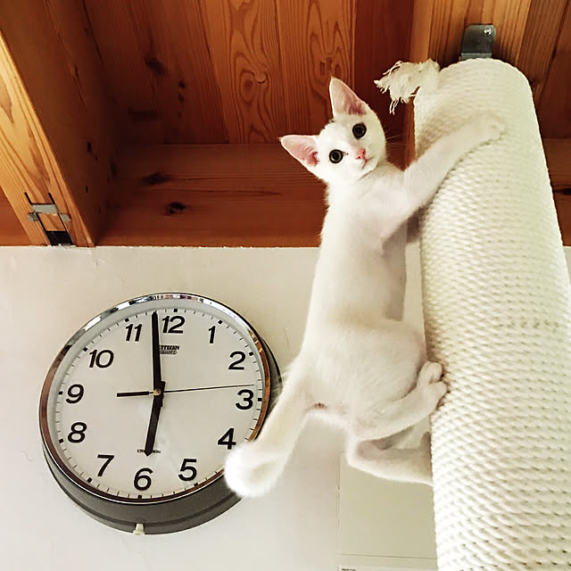 sakurasakuさんの実例写真