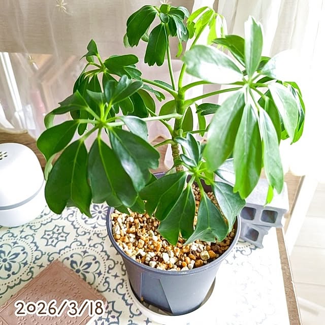 mi-saさんの部屋