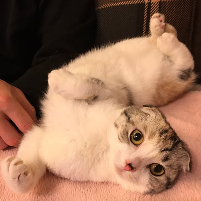 yokkochanさんの実例写真