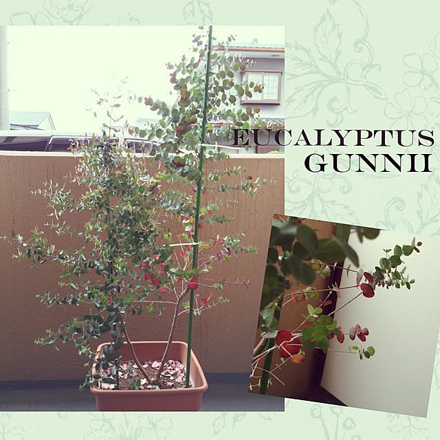 sariAug.さんの実例写真