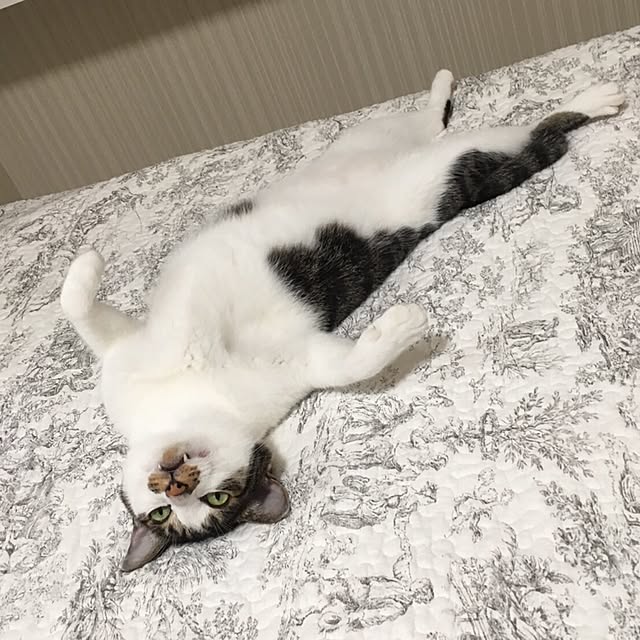 yuchiさんの実例写真