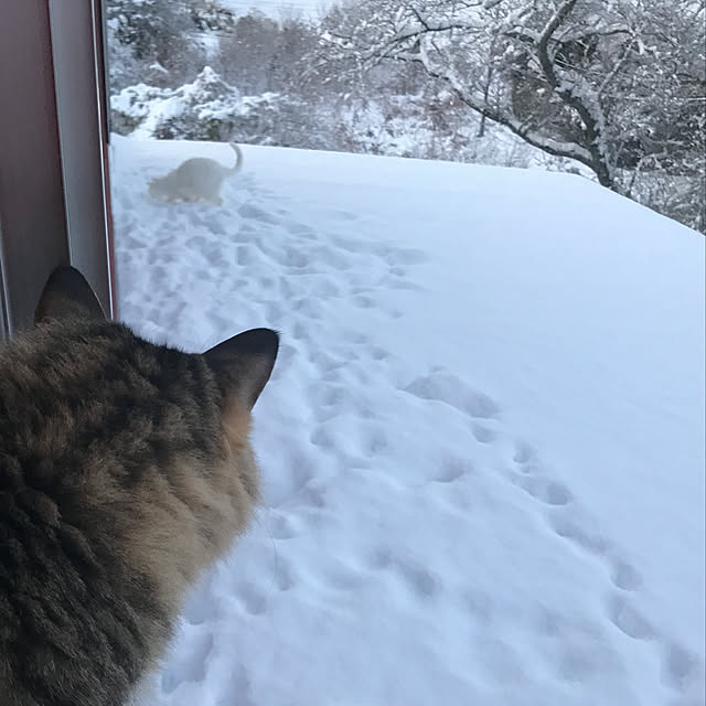sakurasakuさんの実例写真