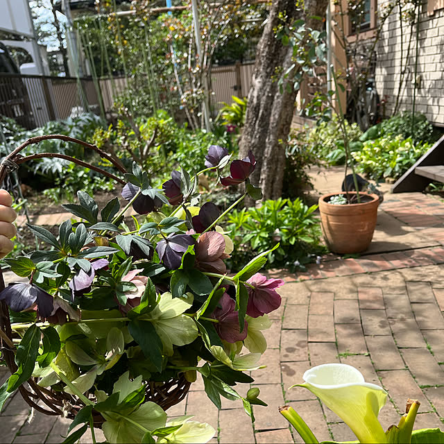 botanさんの実例写真