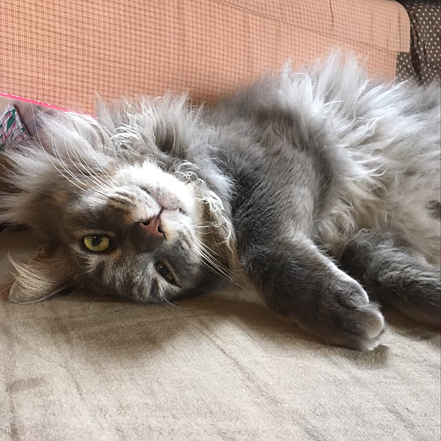 ayuさんの実例写真