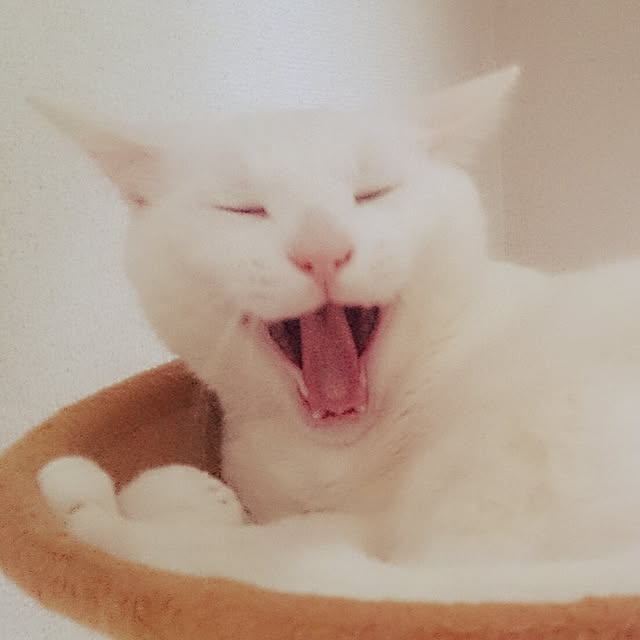 yipuuさんの実例写真