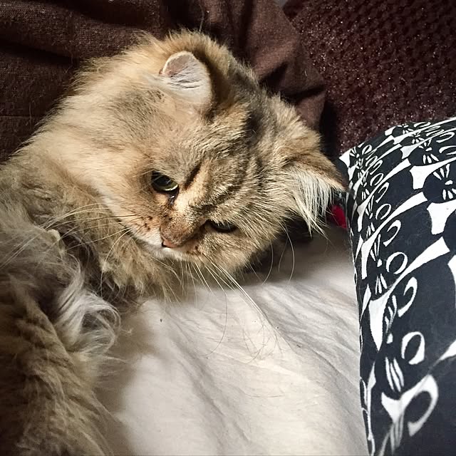 butachanさんの実例写真