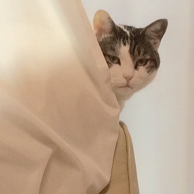 tigerさんの実例写真