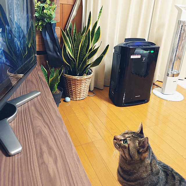 nachiさんの実例写真