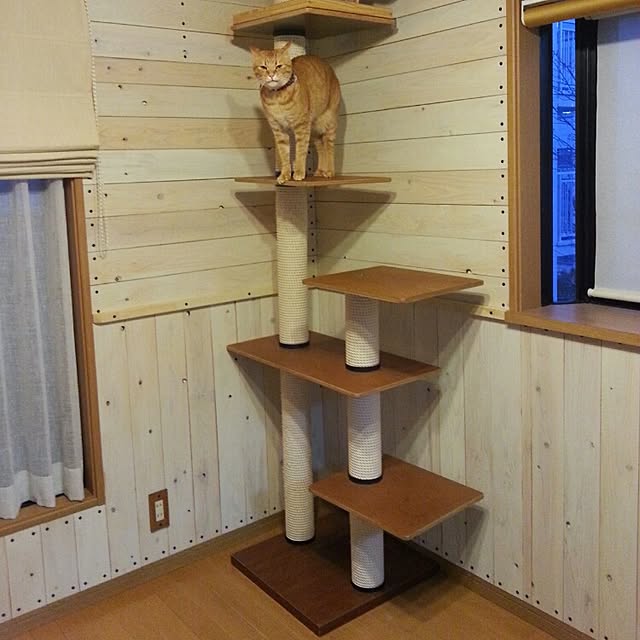 coronさんの実例写真