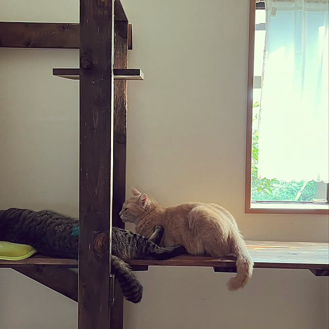 mikan161さんの実例写真