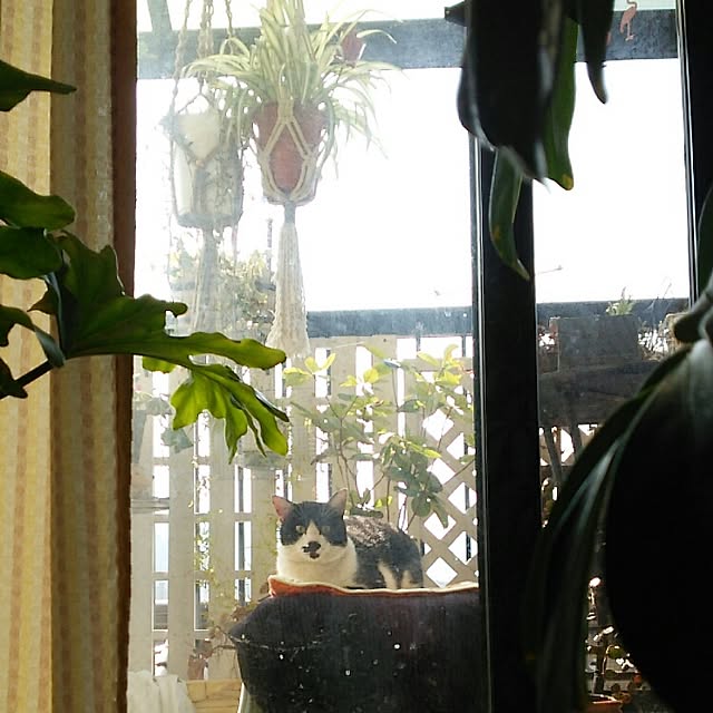 mcomcoさんの実例写真
