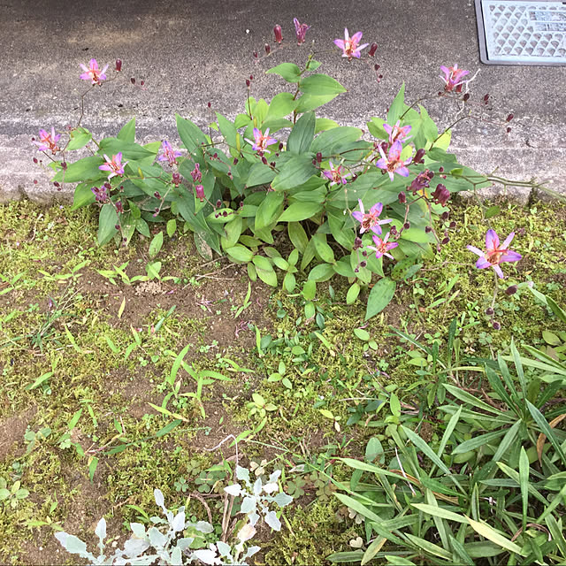kakoさんの実例写真