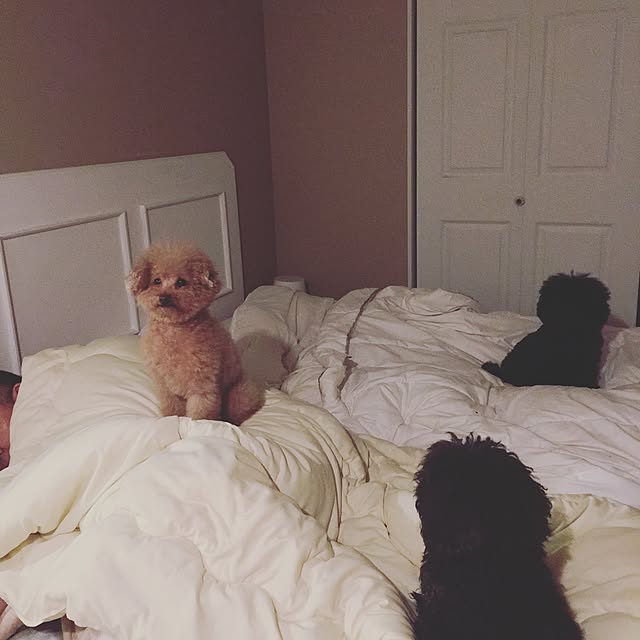 chiiさんの実例写真