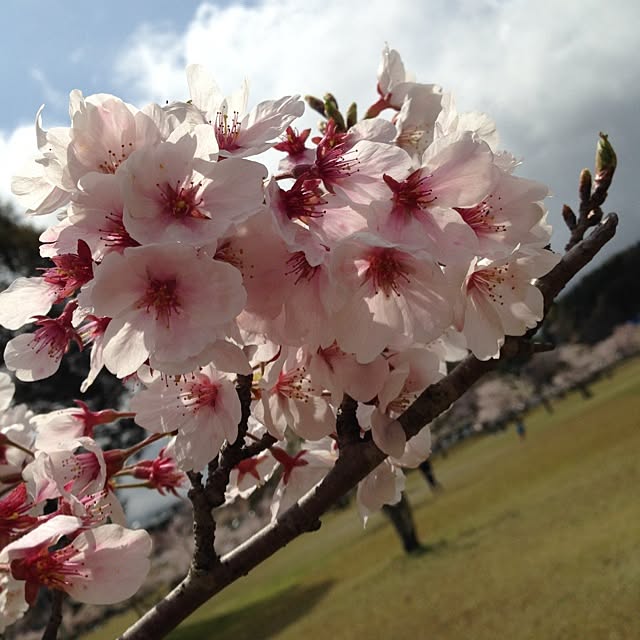 nikoriさんの実例写真
