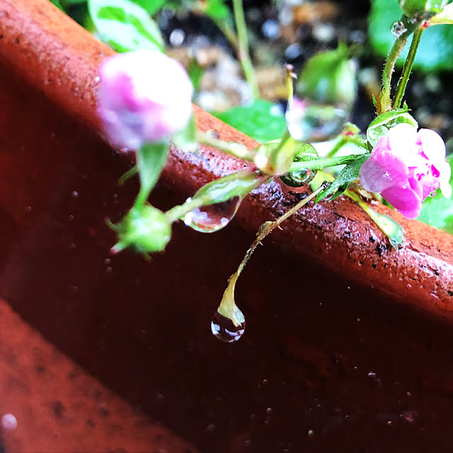 beautifulflowerさんの実例写真
