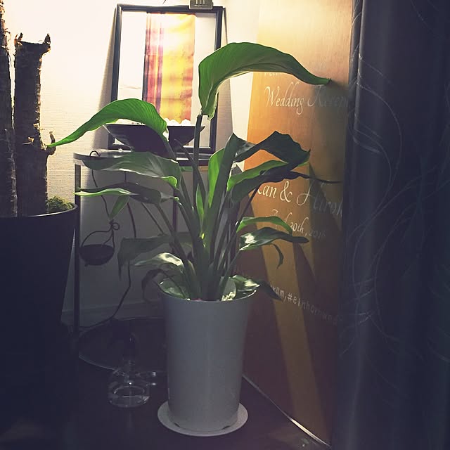 pipipipiさんの実例写真