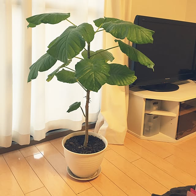 Kaneyukiさんの実例写真