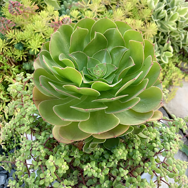 鉢植え アエオニウムのおすすめ商品とおしゃれな実例