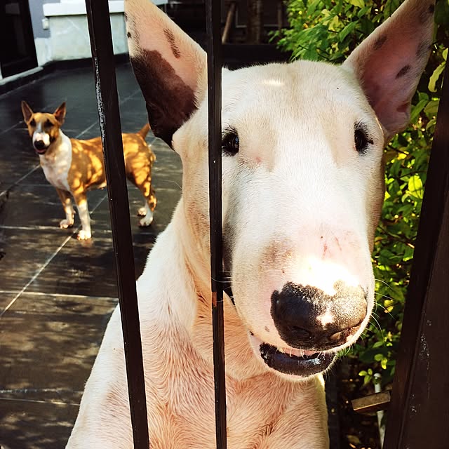 Thammaratさんの実例写真