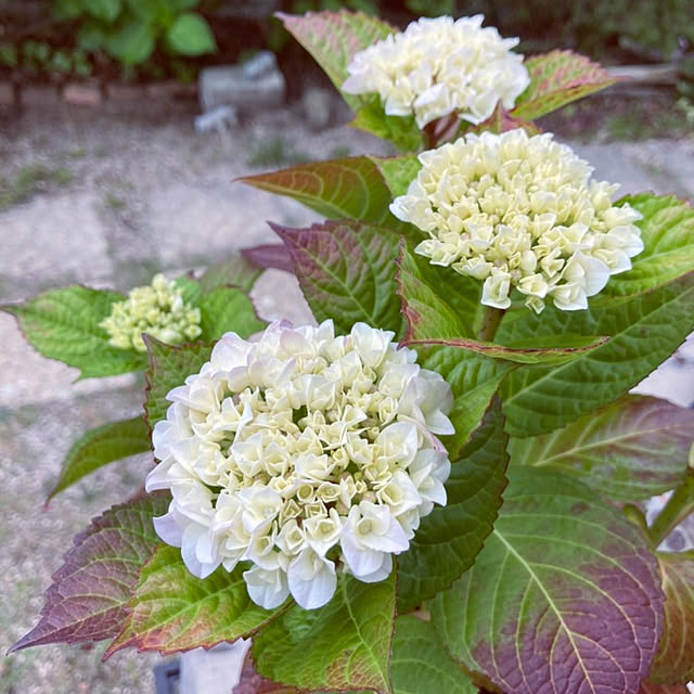 min_nimさんの実例写真