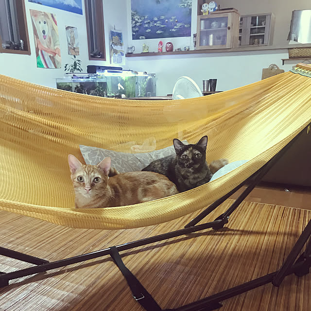 tornadeさんの実例写真