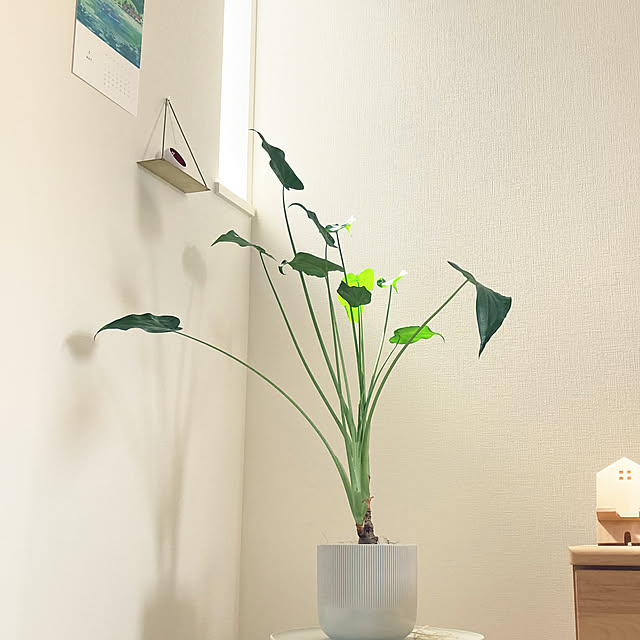 suna_kitsuneさんの実例写真