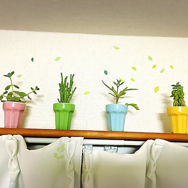 壁/天井/カーテンレールの上/カーテンレール/植物/100均...などのインテリア実例 - 2018-12-02 22:06:50