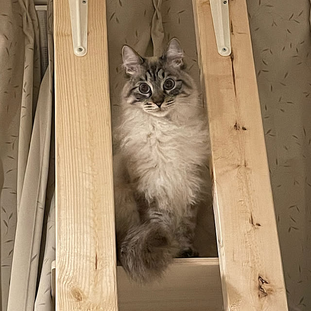 mochaさんの実例写真