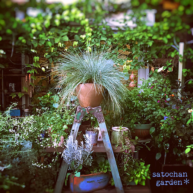 satochanさんの実例写真