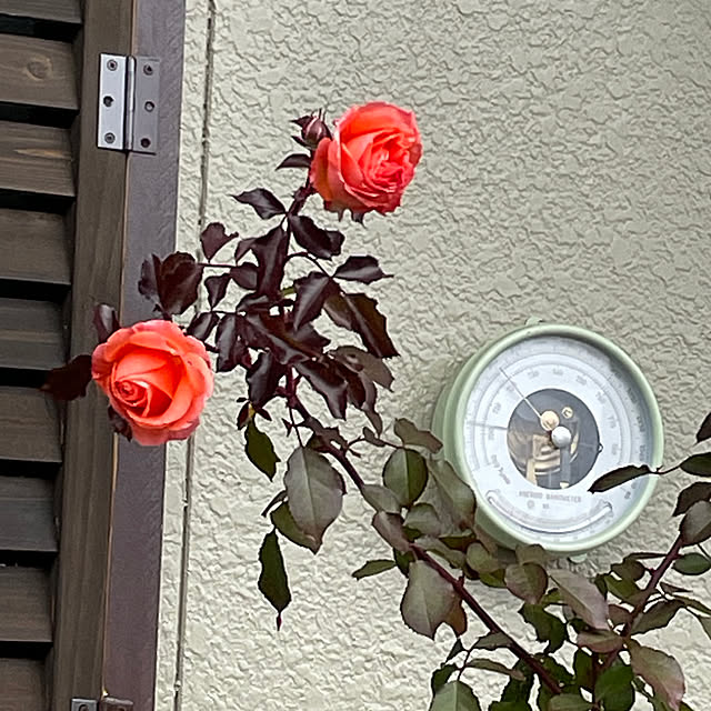 shin0719さんの実例写真