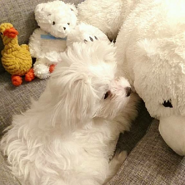 Harunaさんの実例写真