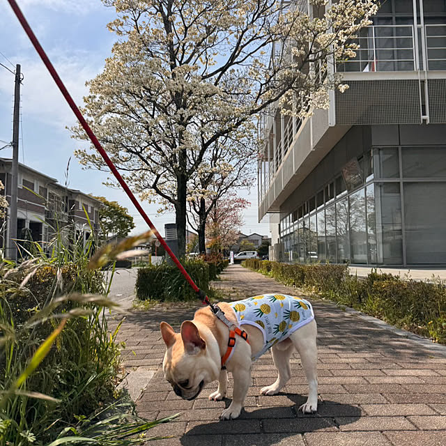 実例写真