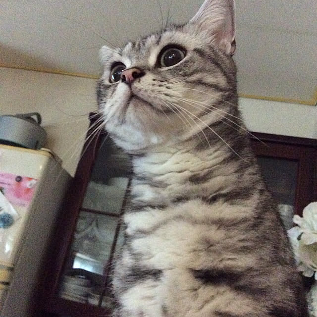 momokiriさんの実例写真