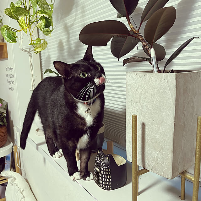 masamasaさんの部屋