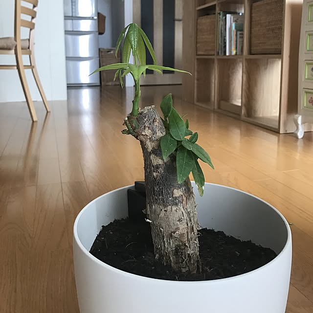 pontaさんの実例写真