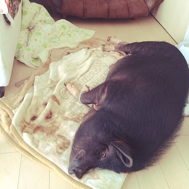 YukAさんの実例写真