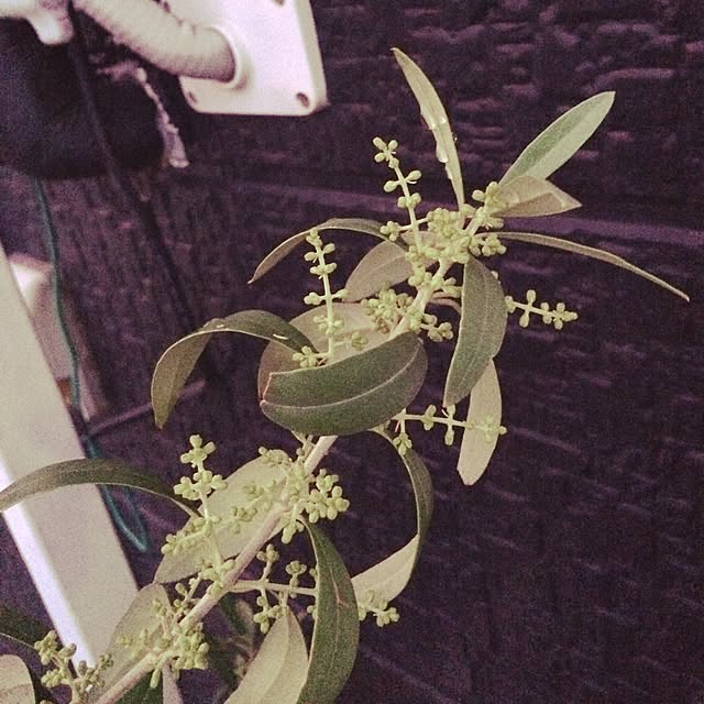 tomonon0812さんの実例写真