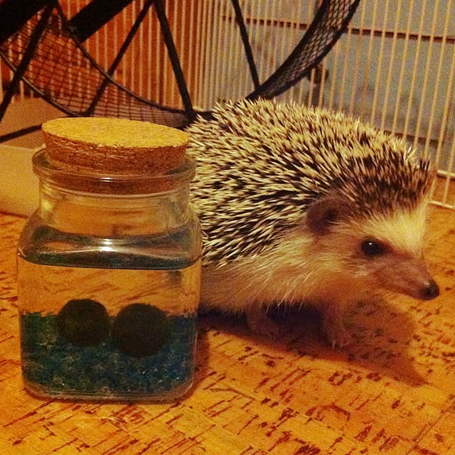 kumanosukeさんの実例写真