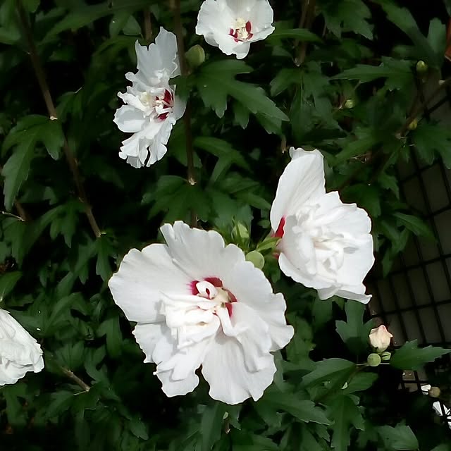 mariagardenさんの実例写真