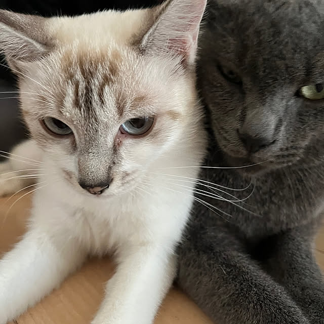 nekoさんの部屋